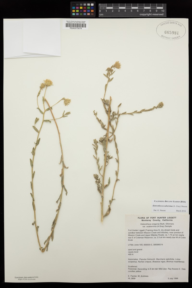 Heterotheca scaberrima photo 8