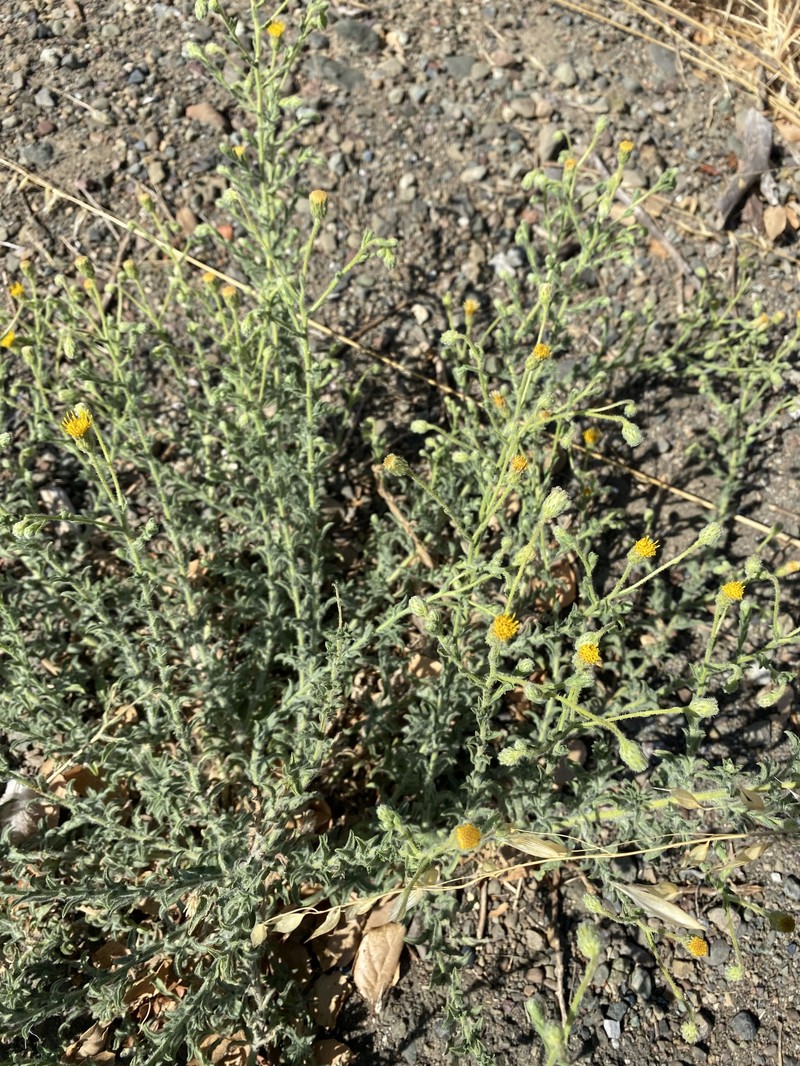 Heterotheca scaberrima