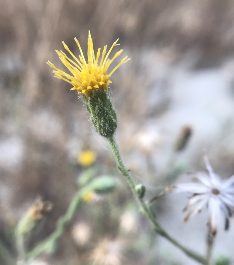 Heterotheca scaberrima photo 2