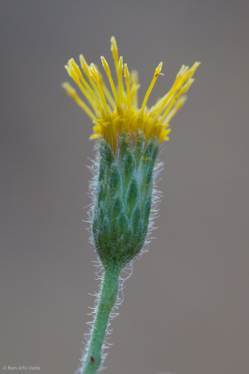 Heterotheca scaberrima photo 3