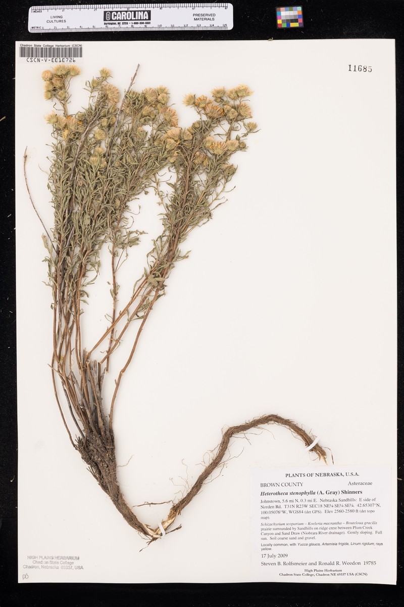 Heterotheca scabrifolia