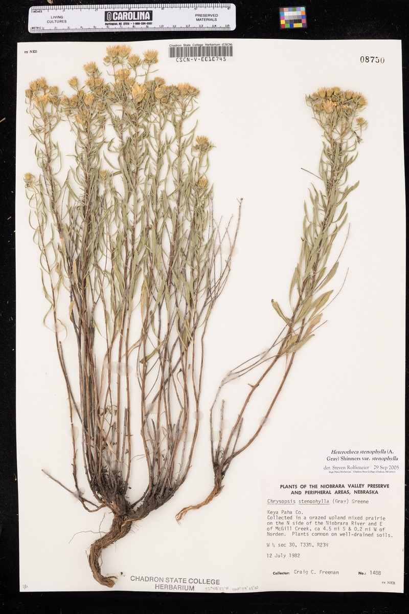 Heterotheca scabrifolia photo 2