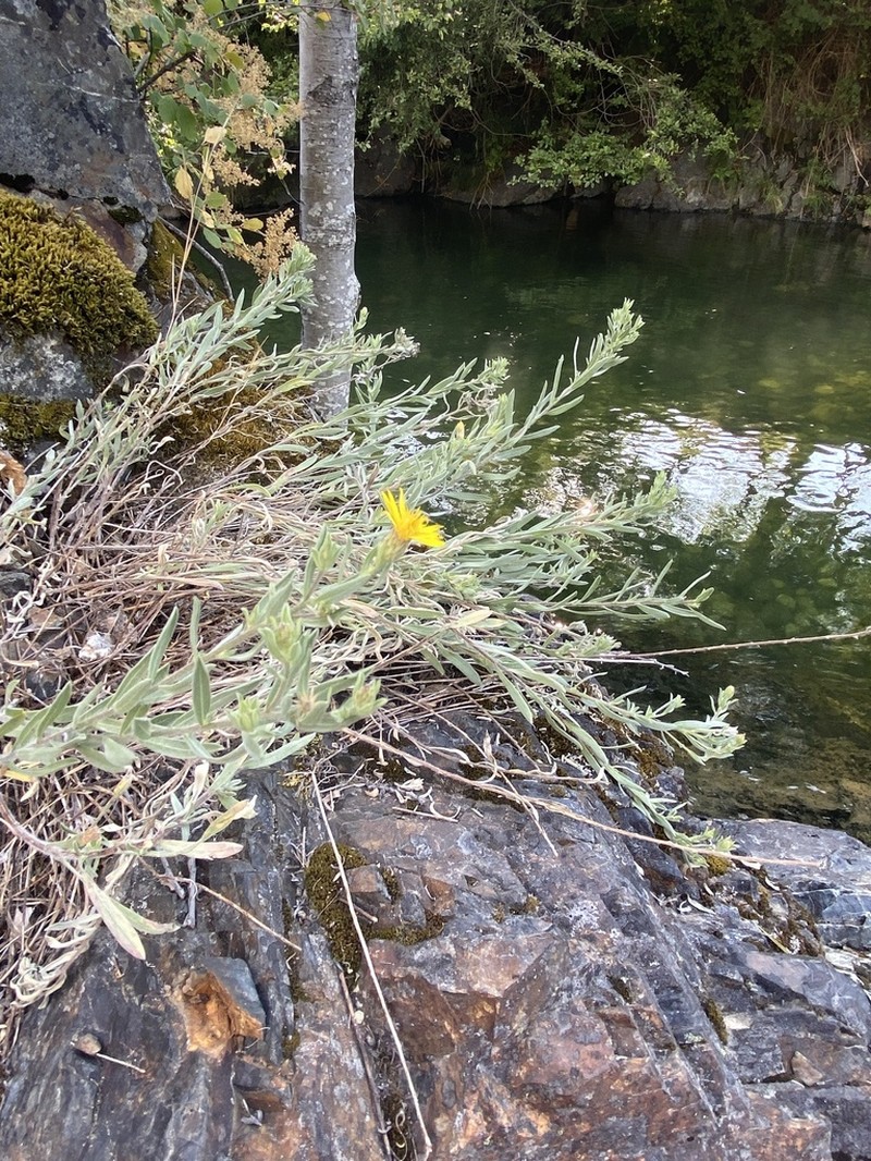 Heterotheca scelionis photo 2