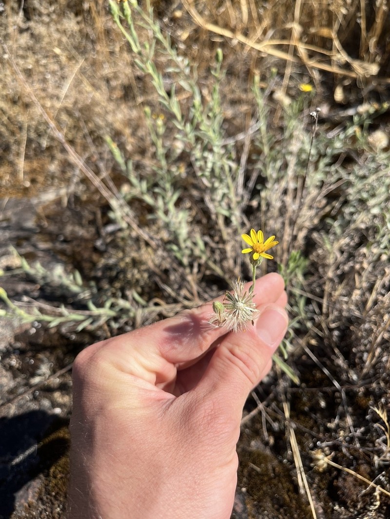 Heterotheca scelionis photo 3