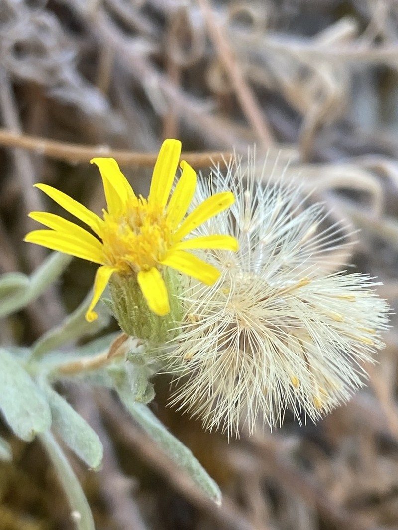 Heterotheca scelionis photo 4