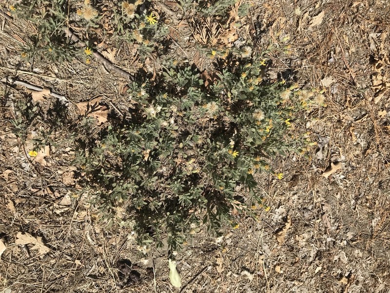 Heterotheca scelionis photo 5