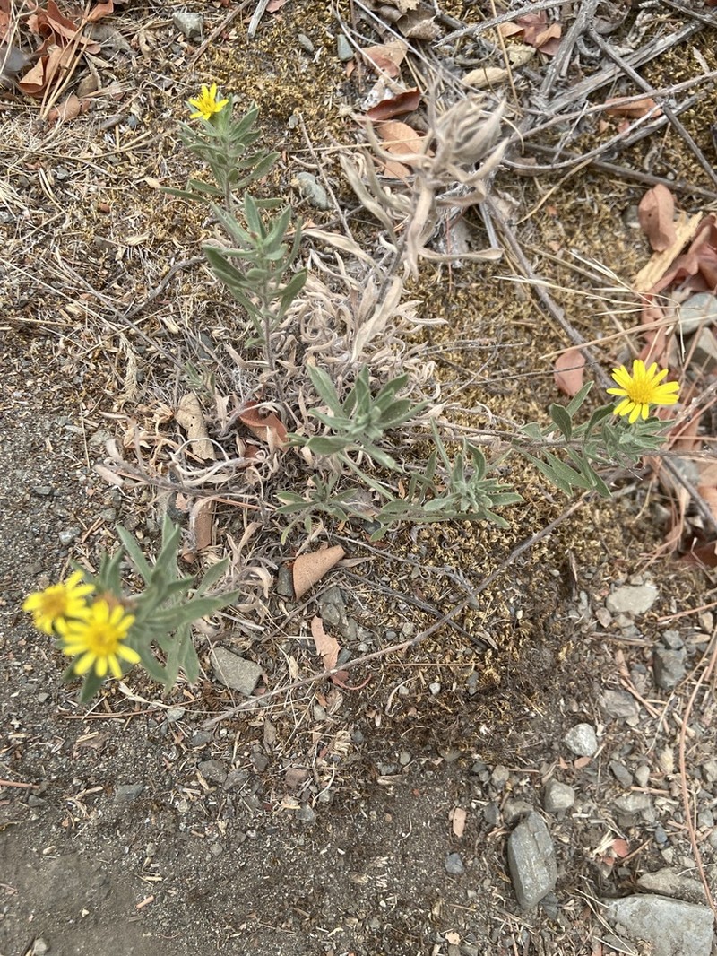 Heterotheca scelionis photo 7