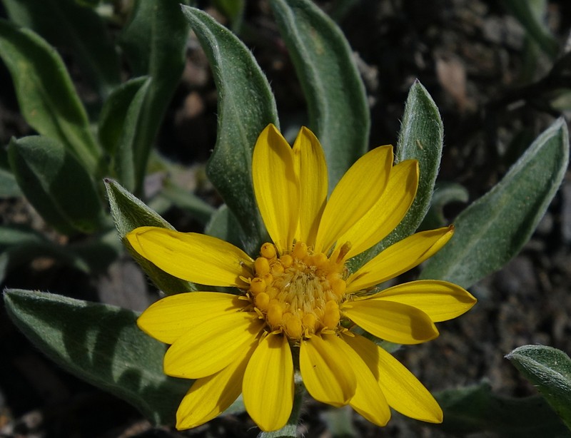 Heterotheca schneideri