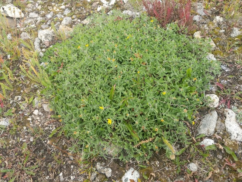 Heterotheca schneideri photo 2