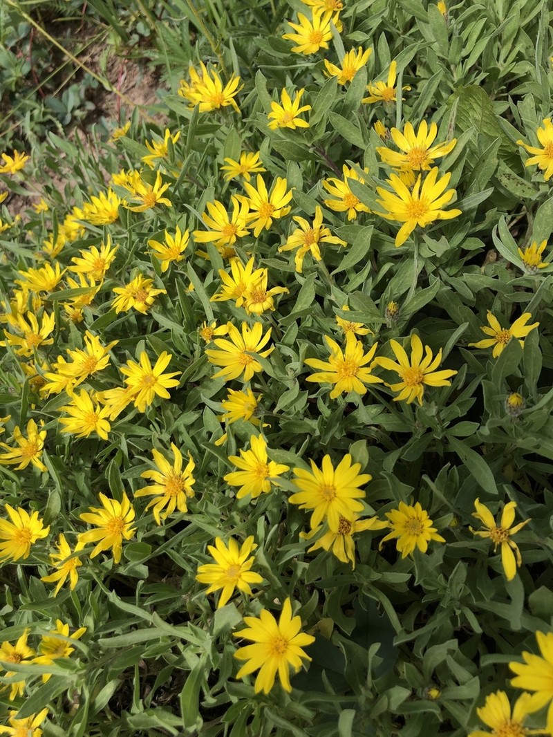 Heterotheca schneideri photo 3