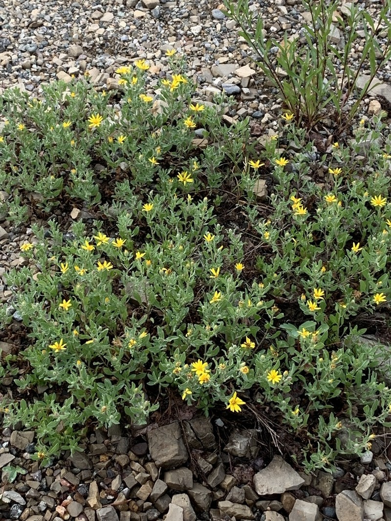 Heterotheca schneideri photo 4
