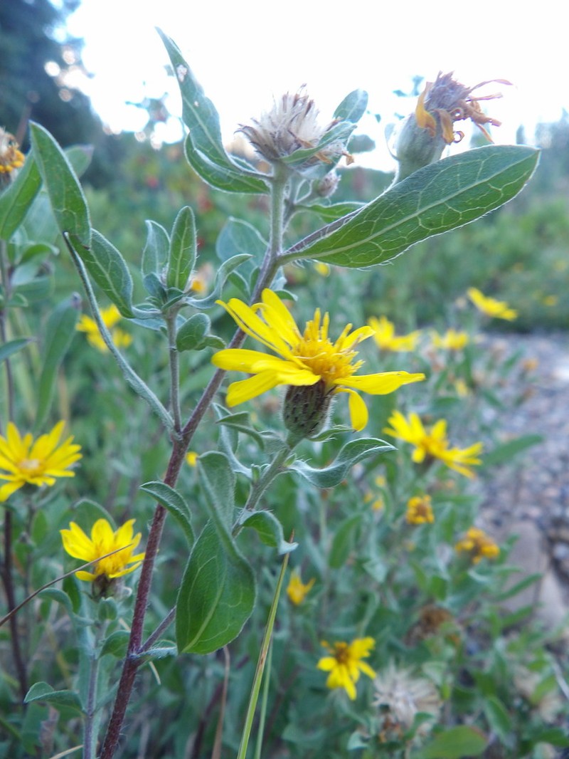 Heterotheca schneideri photo 5
