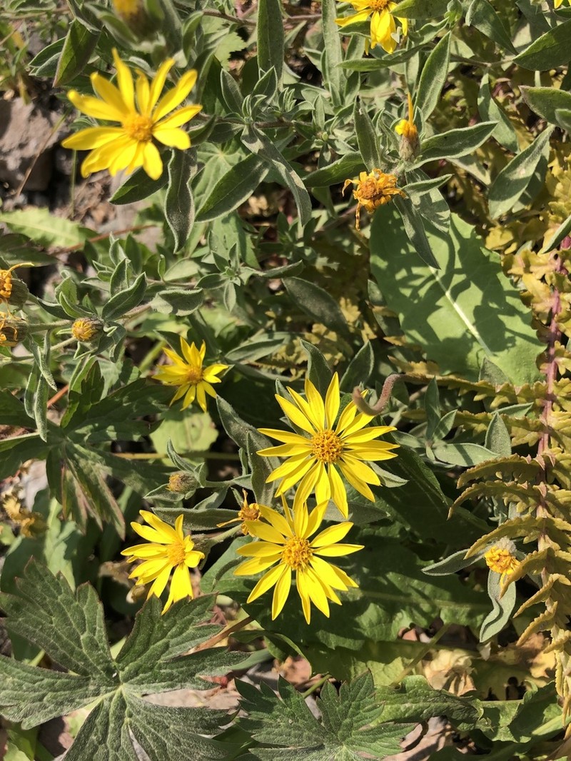 Heterotheca schneideri photo 6