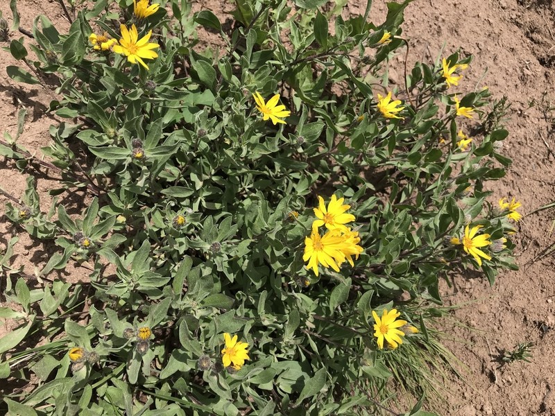 Heterotheca schneideri photo 7