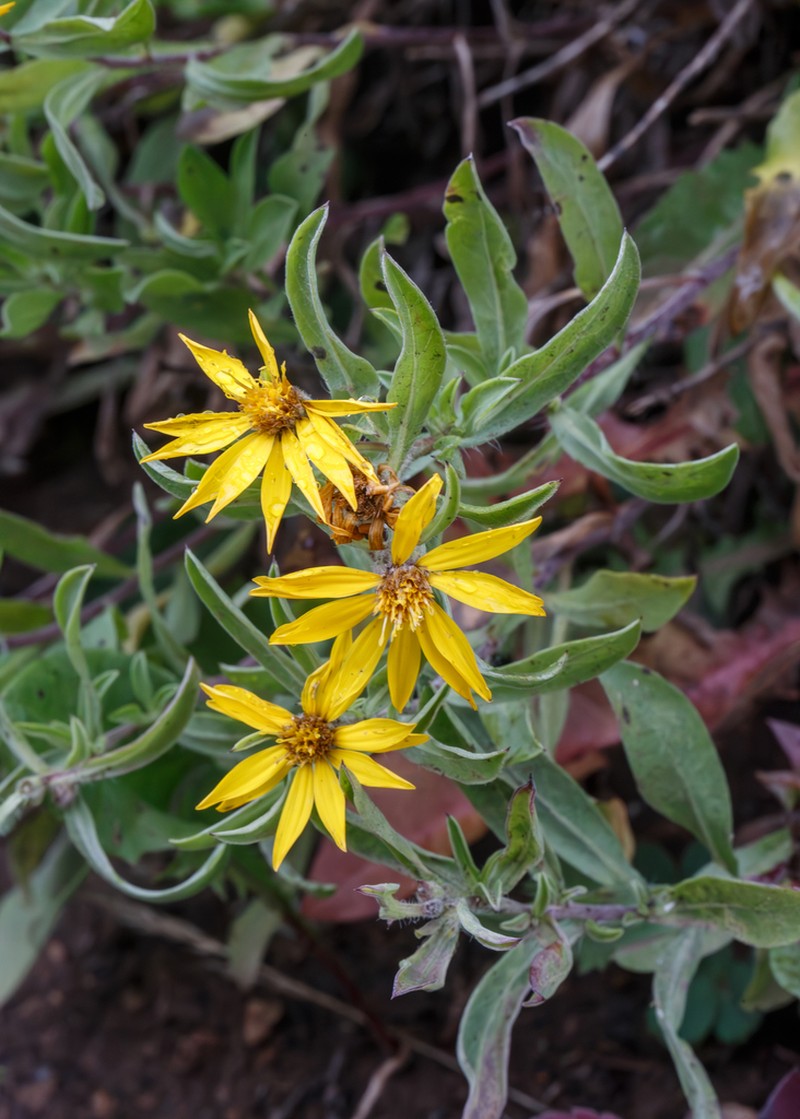 Heterotheca schneideri photo 8