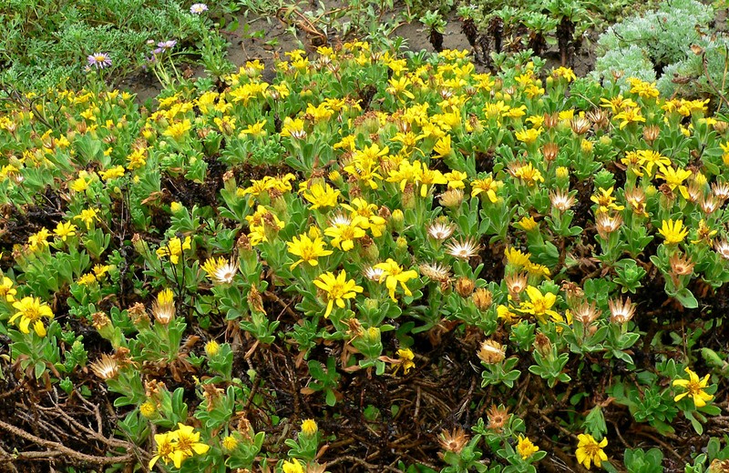 Sessileflower False Goldenaster