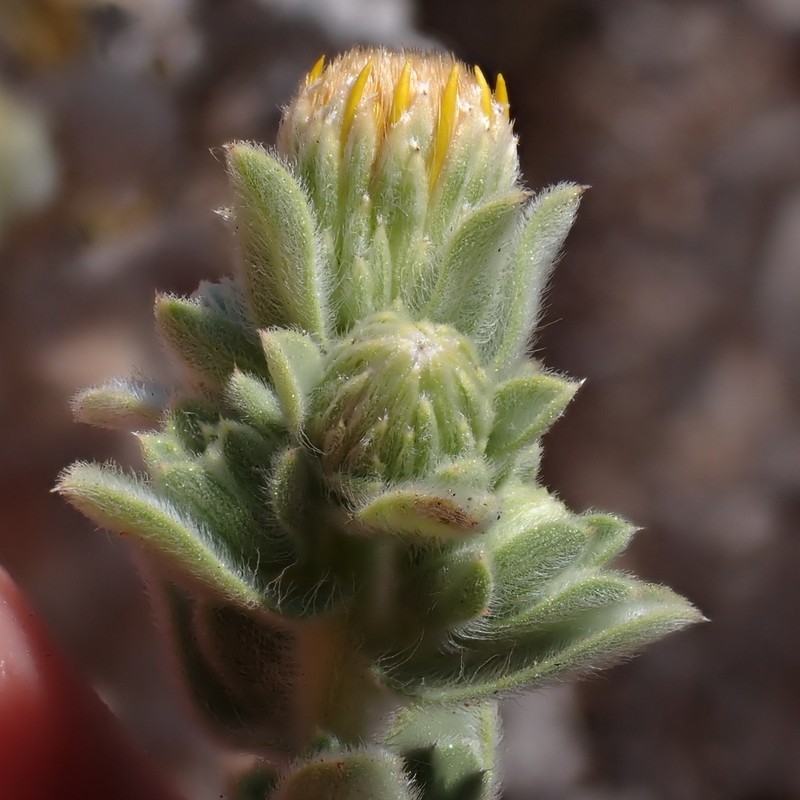 Sessileflower False Goldenaster