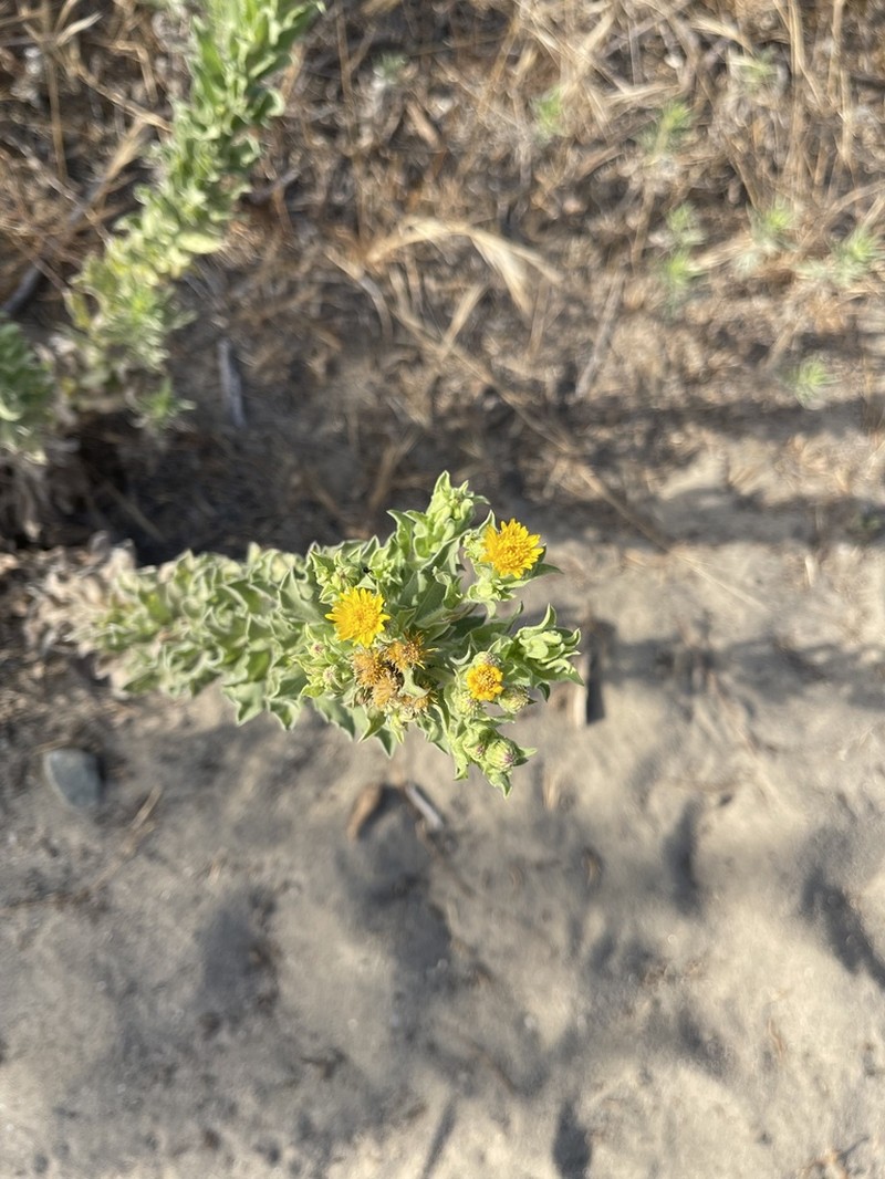 Sessileflower False Goldenaster photo 2