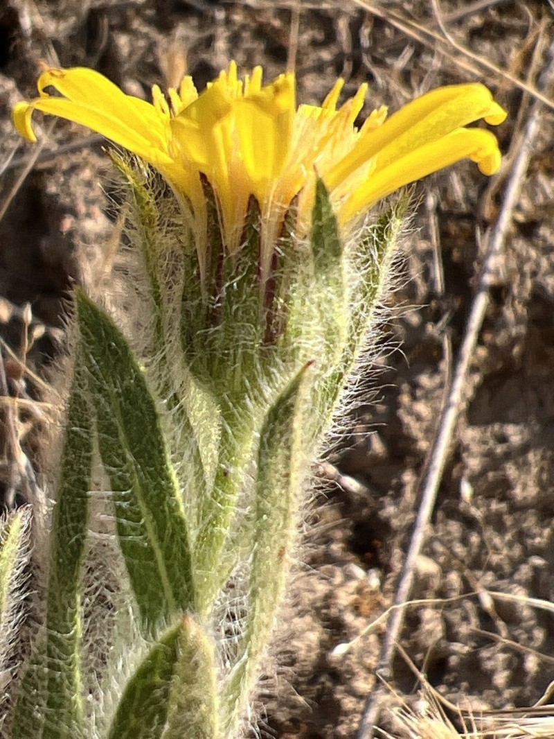 Sessileflower False Goldenaster photo 3