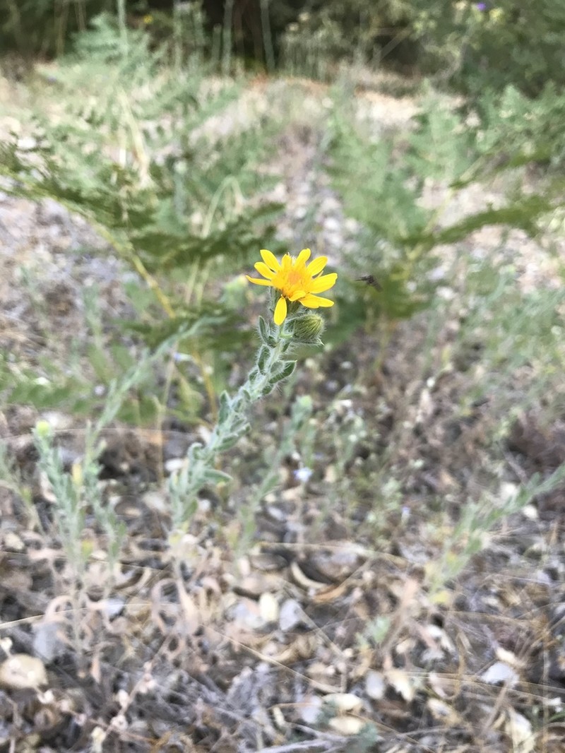 Sessileflower False Goldenaster photo 5