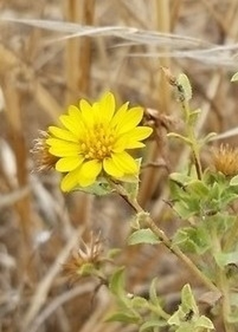 Sessileflower False Goldenaster photo 6