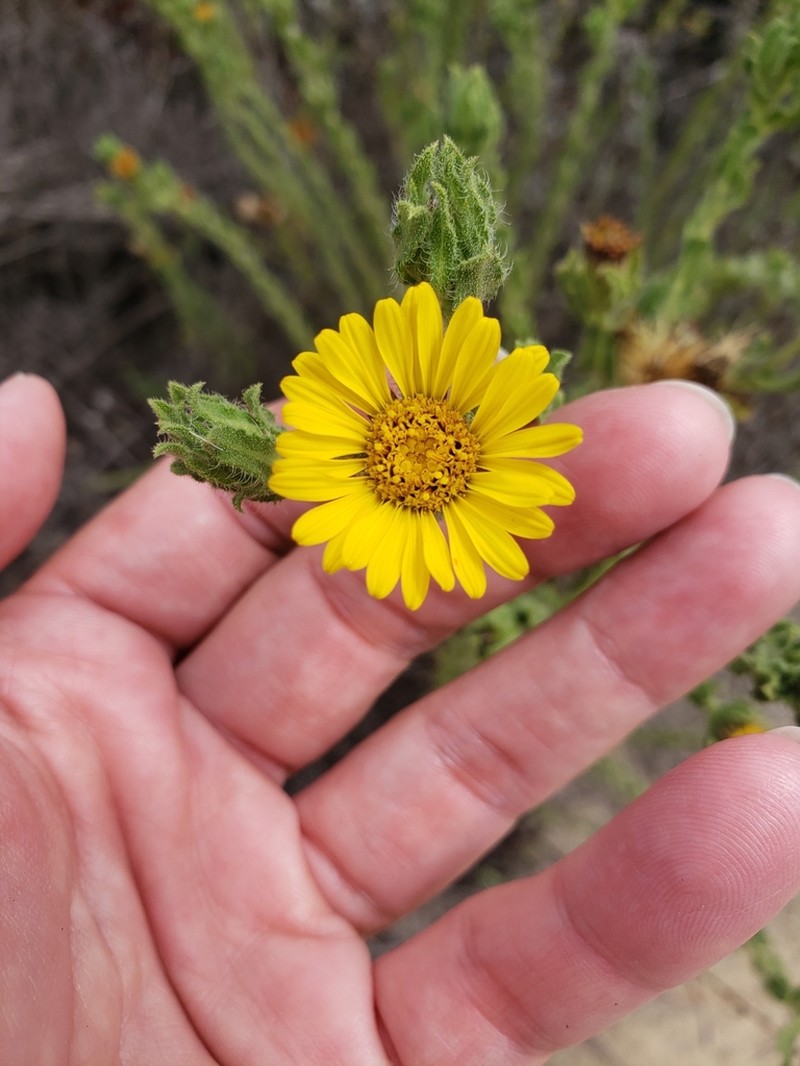 Sessileflower False Goldenaster photo 7