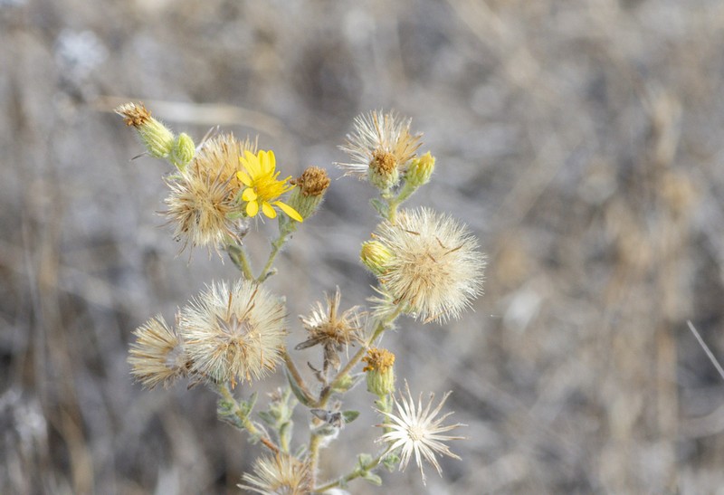 Sessileflower False Goldenaster photo 8