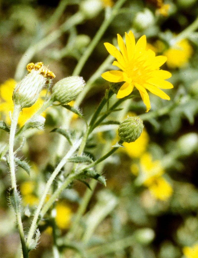 Kern Canyon False Goldenaster