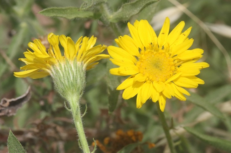 Kern Canyon False Goldenaster