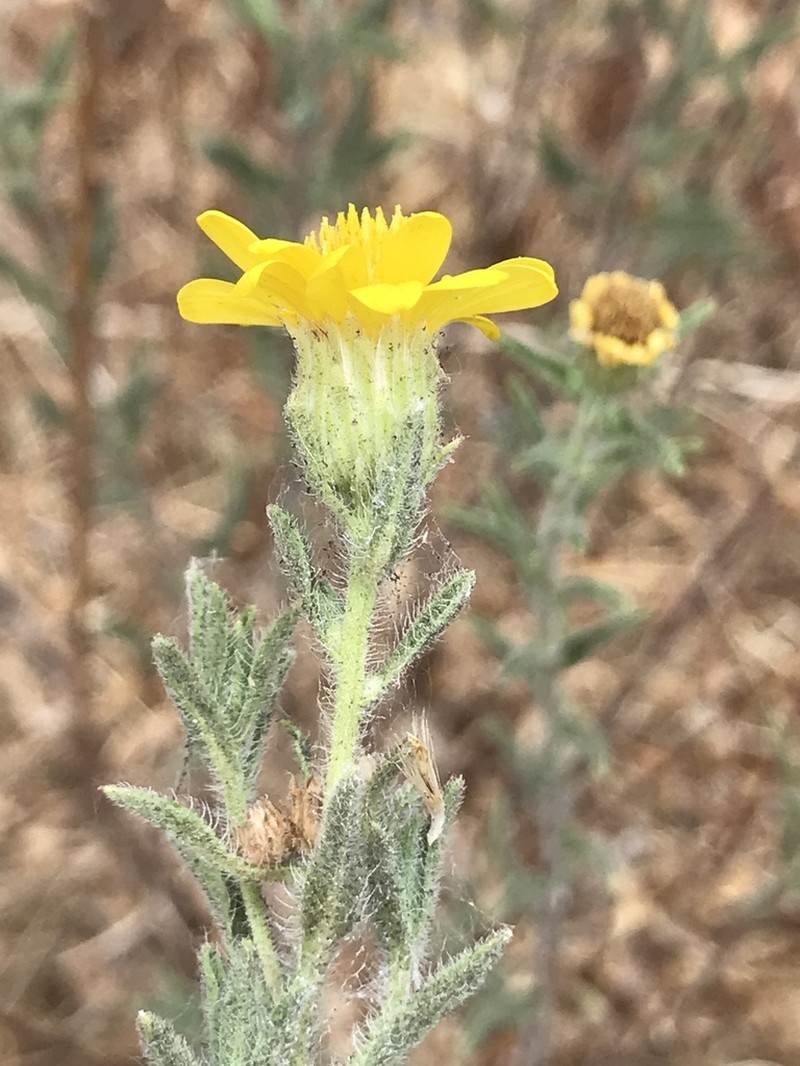 Kern Canyon False Goldenaster photo 2