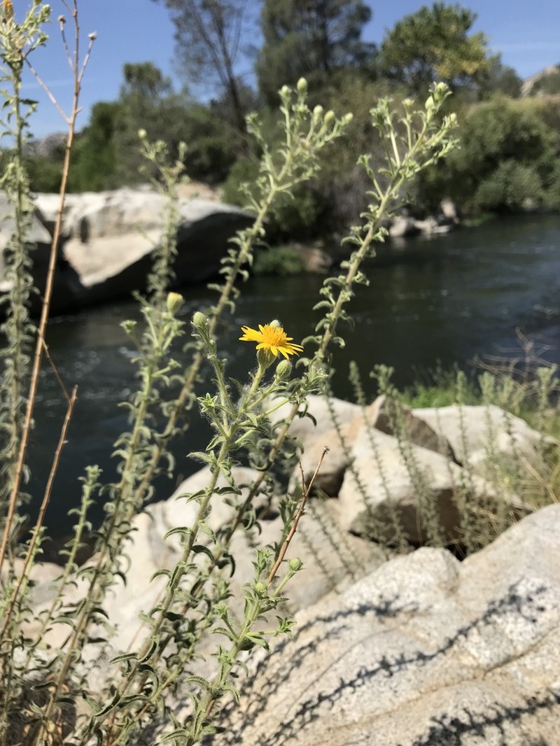 Kern Canyon False Goldenaster photo 4