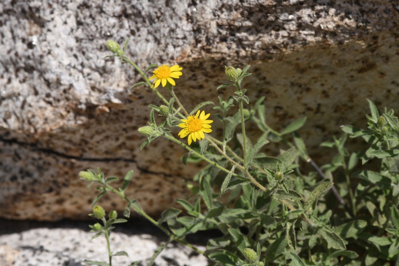 Kern Canyon False Goldenaster photo 5