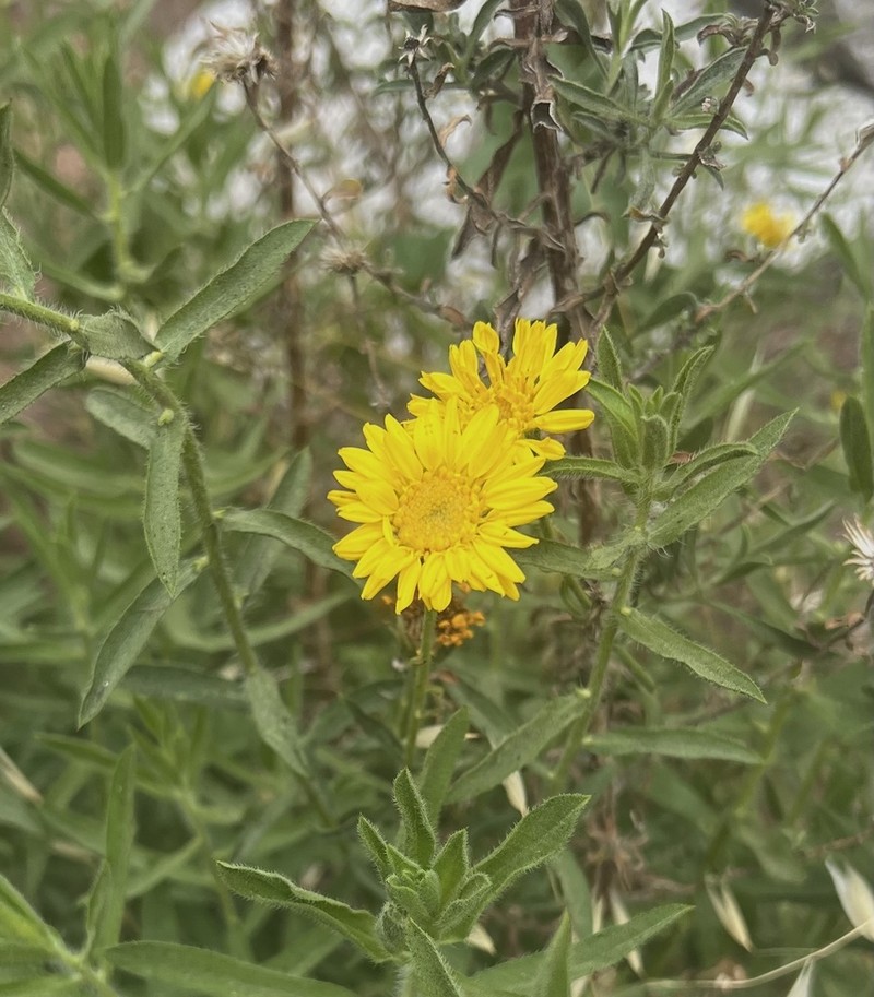 Kern Canyon False Goldenaster photo 6