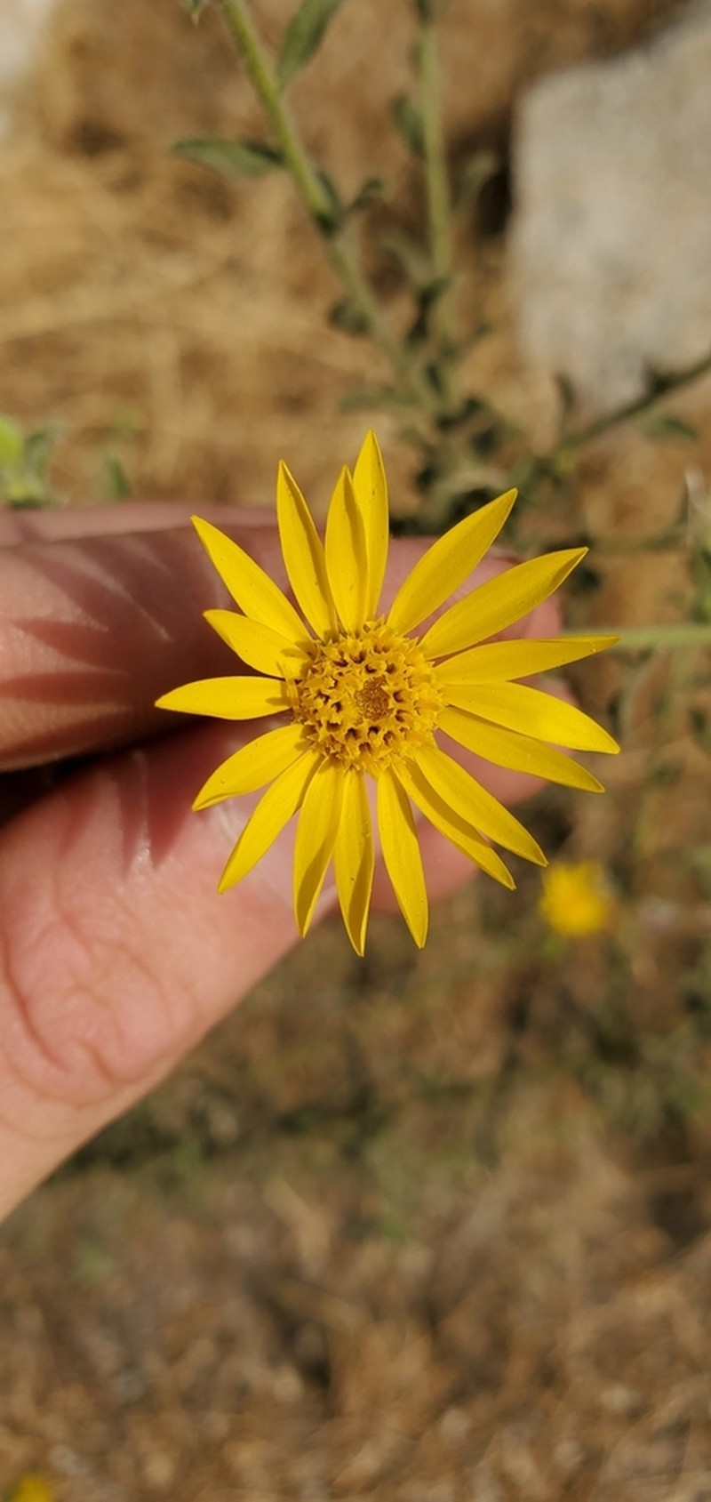Kern Canyon False Goldenaster photo 7