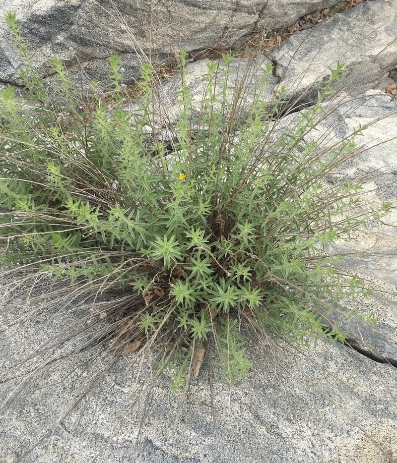 Kern Canyon False Goldenaster photo 8