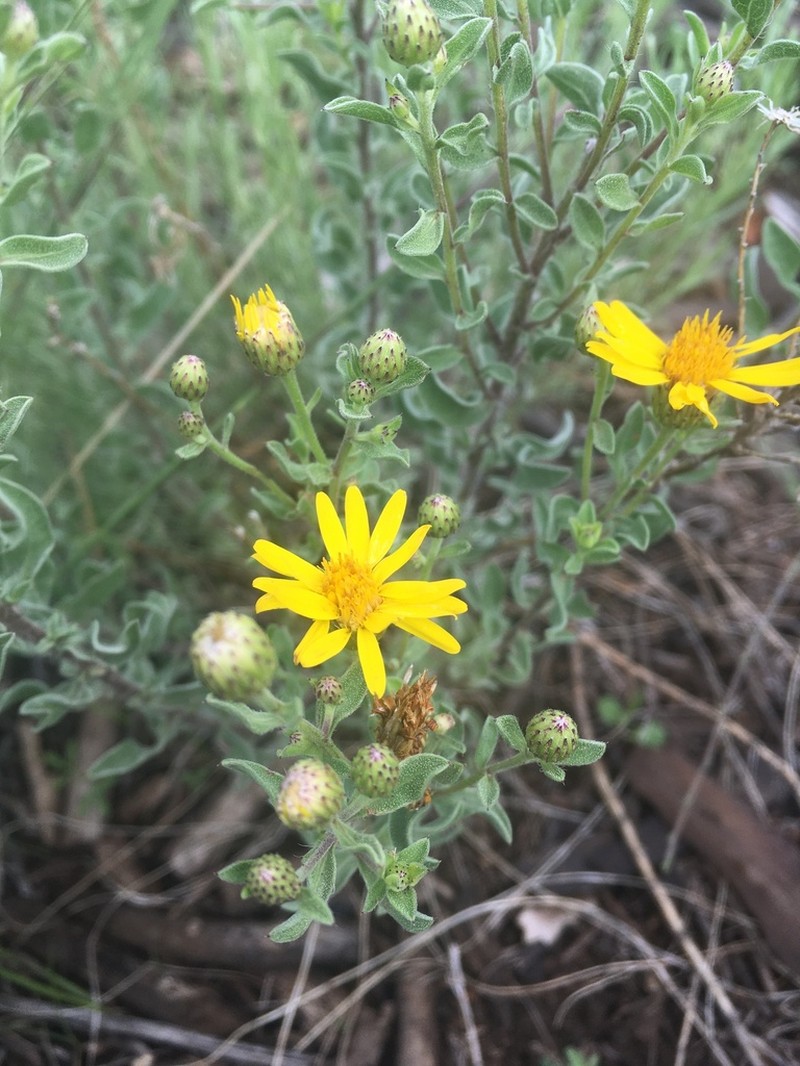 Heterotheca sierrablancensis