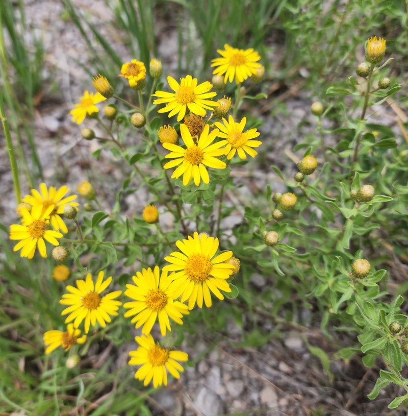 Heterotheca sierrablancensis photo 2