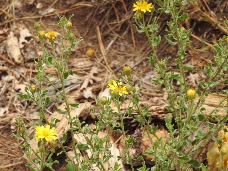 Heterotheca sierrablancensis photo 3