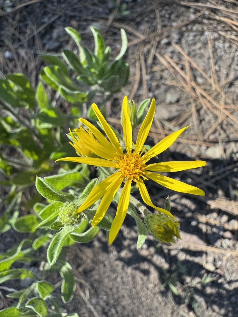Heterotheca sierrablancensis photo 4