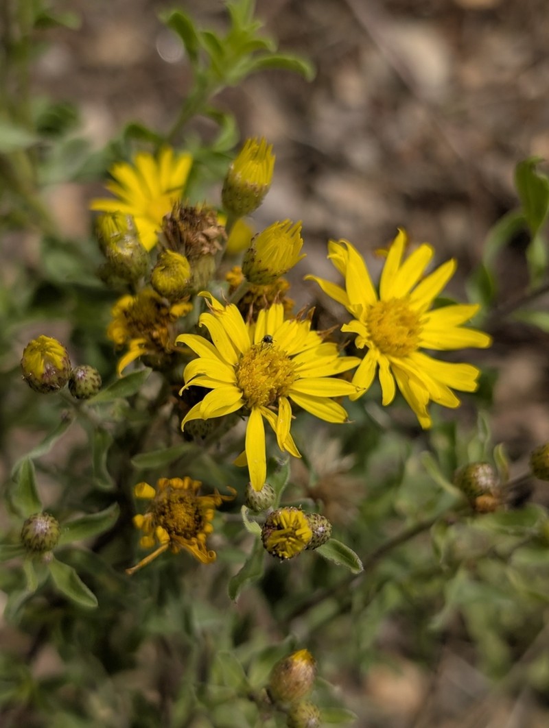 Heterotheca sierrablancensis photo 5