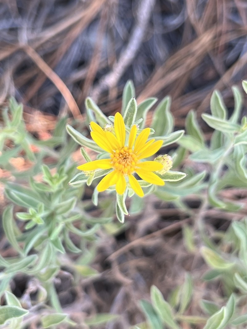 Heterotheca sierrablancensis photo 6