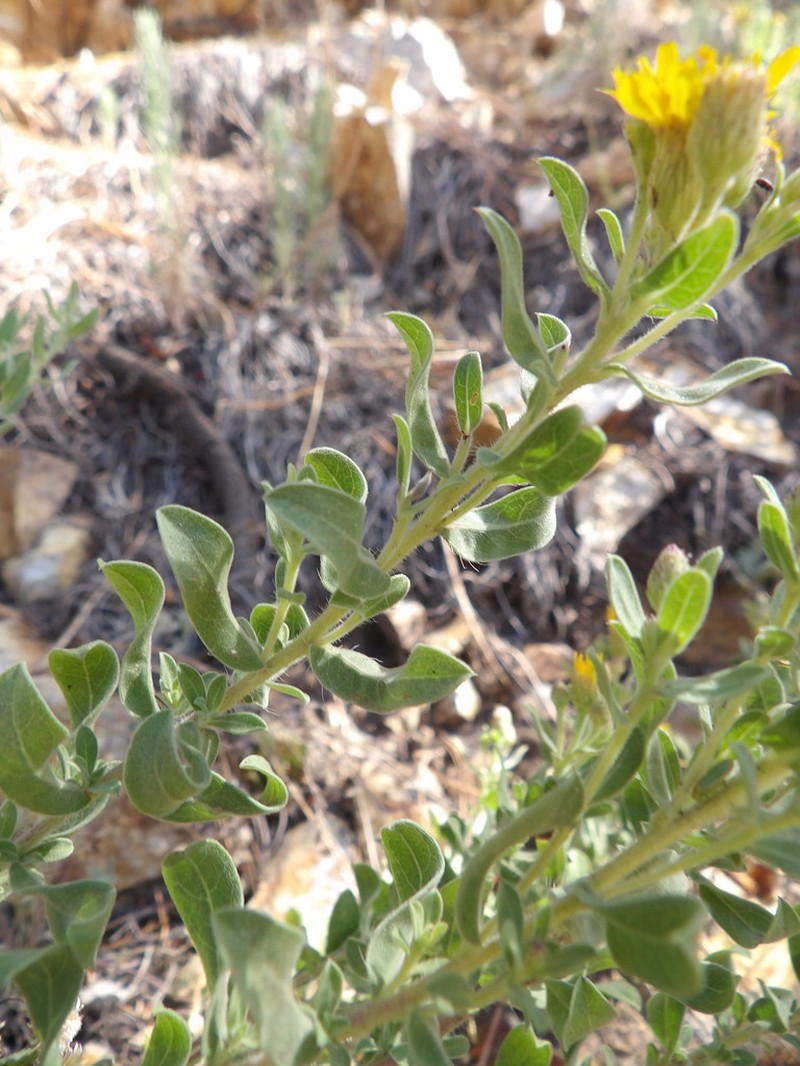 Heterotheca sierrablancensis photo 7