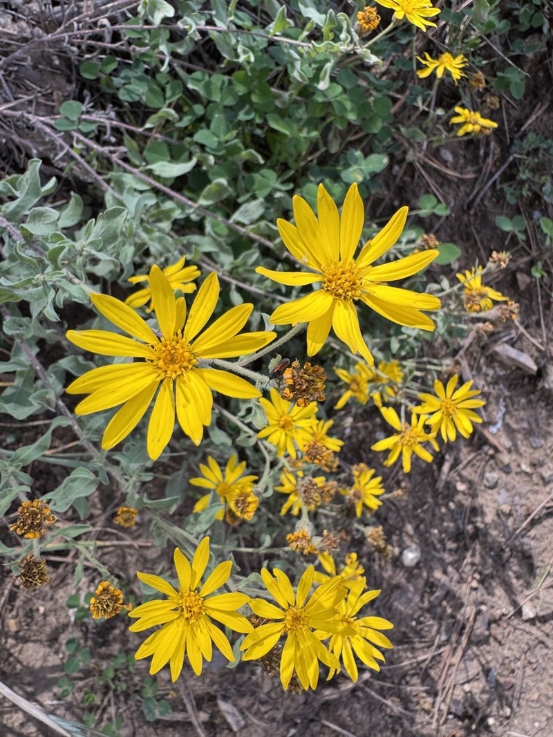 Heterotheca sierrablancensis photo 8