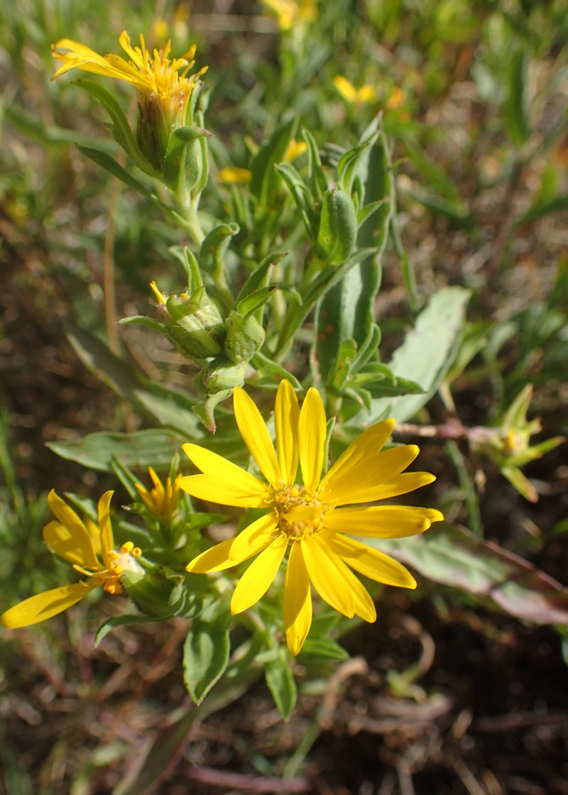 Stiffleaf False Goldenaster