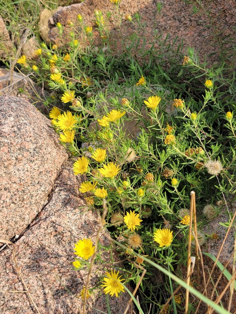 Stiffleaf False Goldenaster