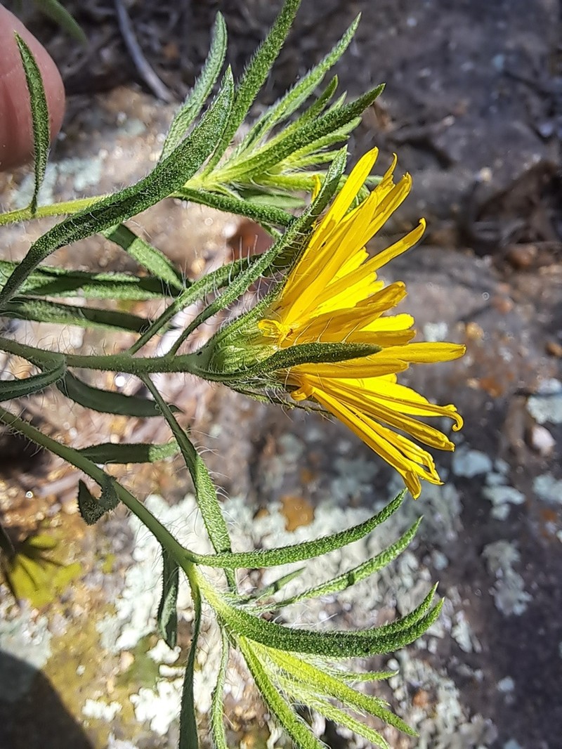 Stiffleaf False Goldenaster photo 2
