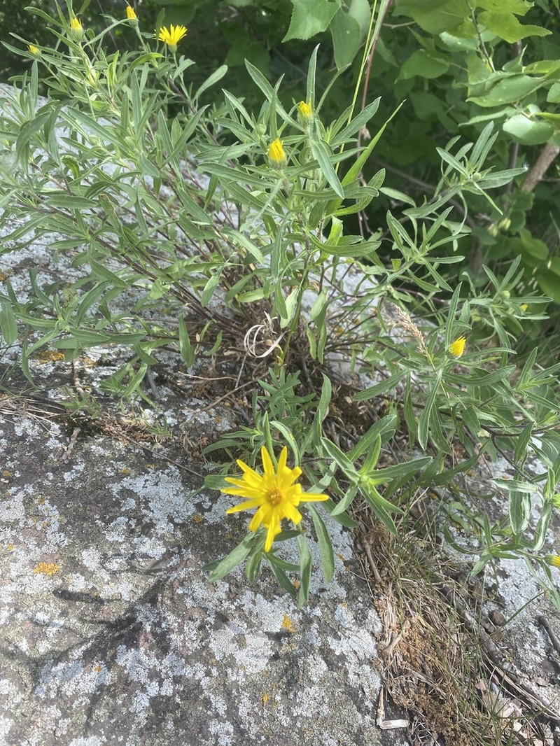 Stiffleaf False Goldenaster photo 3