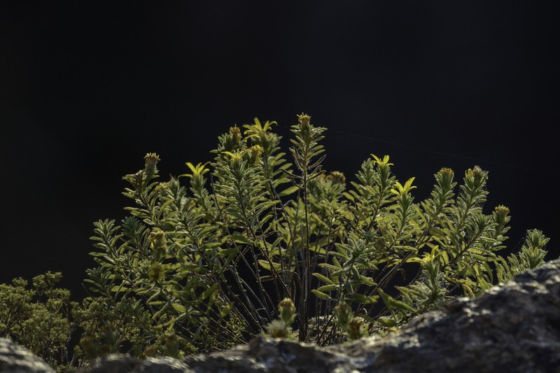 Stiffleaf False Goldenaster photo 4