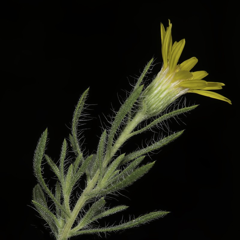 Stiffleaf False Goldenaster photo 5