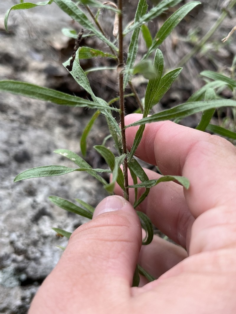 Stiffleaf False Goldenaster photo 6